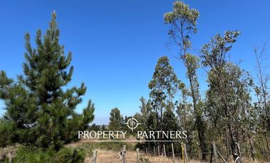 Casablanca, Maravillosa parcela con arboles nativos