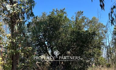 Casablanca, Maravillosa parcela con arboles nativos