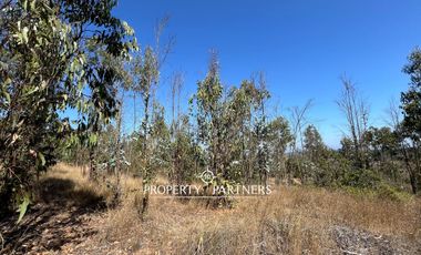 Casablanca, Maravillosa parcela con arboles nativos
