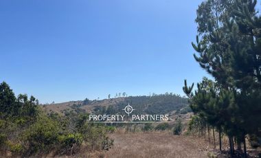 Casablanca, Maravillosa parcela con arboles nativos