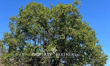 Casablanca, Maravillosa parcela con arboles nativos