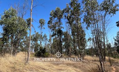 Casablanca, Maravillosa parcela con arboles nativos