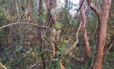 MARAVILLOSA CASA EN SITIO DE 6320 MTS2 PICHIHUAPE VALDIVIA