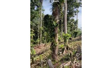 VENDO FINCA DE TRES HECTAREAS - DERECHO POSESORIO