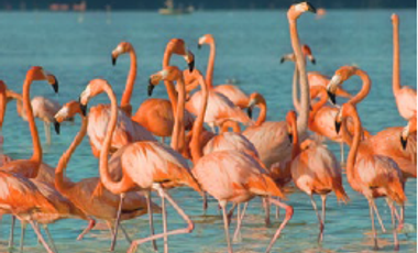 Se Vende Terreno frente a las Playas de Celestún, Yucatán