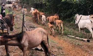 Se vende finca de 40 hectáreas con casa campestre en Capira (DR)