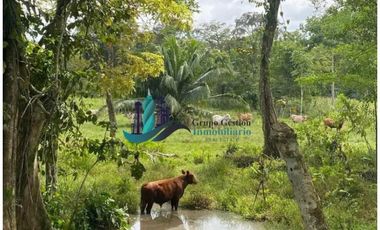 VENDO 10 HECTAREAS CON PASTO MEJORADO