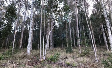 Sitio en Venta en Pedregoso