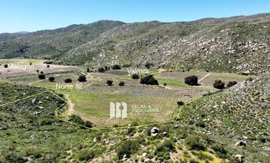 17 HA. EN COLINA VECINO ENCUENTRO GUADALUPE,  VALLE DE GUADALUPE