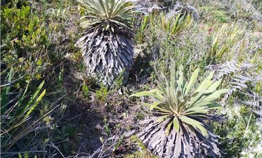VENDO TERRENO 5 FANEGADAS - GUATAVITA  455 |