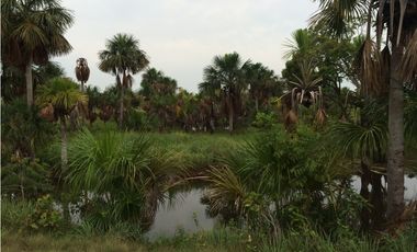 Venta Finca para ganaderia, Cumaribo