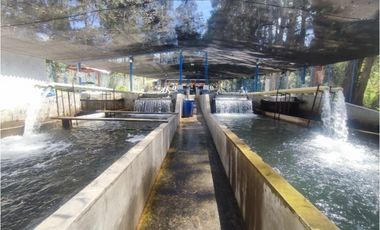 Vendo finca  en Sonsón Antioquia, oriente antioqueño