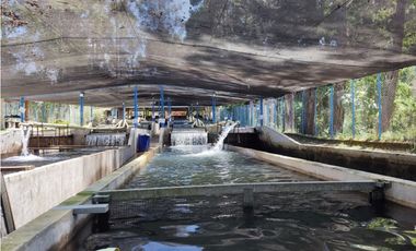 Vendo finca  en Sonsón Antioquia, oriente antioqueño