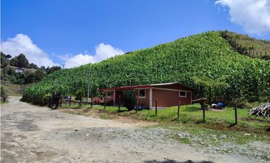 Vendo finca  en Sonsón Antioquia, oriente antioqueño