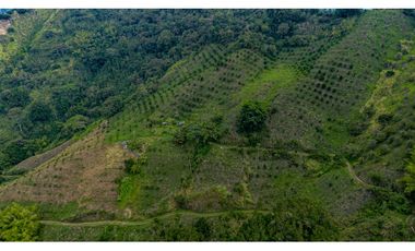 Se Vende Finca Cultivada En Citricos En Pijao Quindio