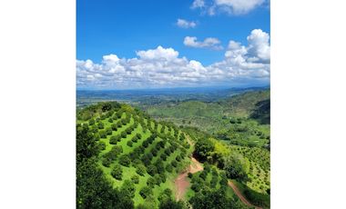 Se Vende Finca Cultivada En Citricos En Pijao Quindio