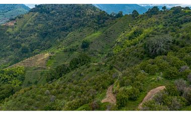 Se Vende Finca Cultivada En Citricos En Pijao Quindio