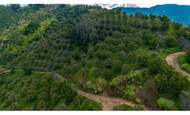 Se Vende Finca Cultivada En Citricos En Pijao Quindio