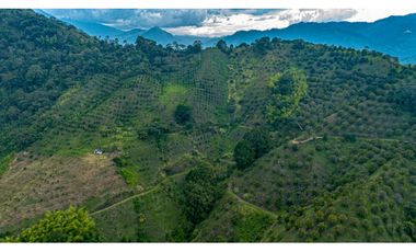 Se Vende Finca Cultivada En Citricos En Pijao Quindio
