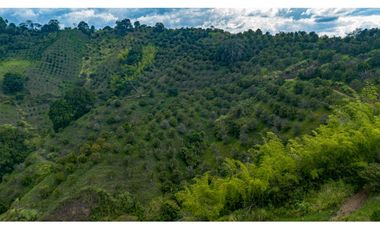 Se Vende Finca Cultivada En Citricos En Pijao Quindio