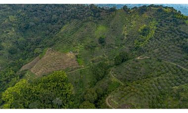 Se Vende Finca Cultivada En Citricos En Pijao Quindio