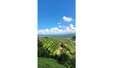Se Vende Finca Cultivada En Citricos En Pijao Quindio