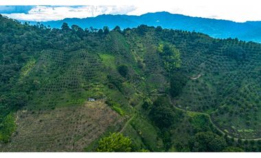 Se Vende Finca Cultivada En Citricos En Pijao Quindio