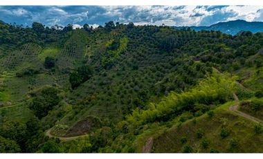 Se Vende Finca Cultivada En Citricos En Pijao Quindio