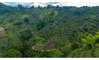 Se Vende Finca Cultivada En Citricos En Pijao Quindio