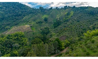 Se Vende Finca Cultivada En Citricos En Pijao Quindio