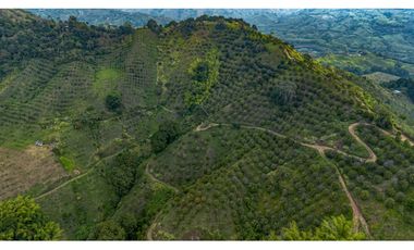 Se Vende Finca Cultivada En Citricos En Pijao Quindio