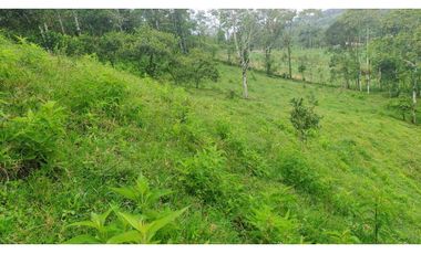 Se Vende Lote Turístico en Salento