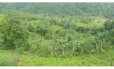 Se Vende Lote Turístico en Salento