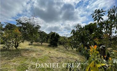 SE ALQUILA PARCELA PRODUCTIVA V. SANTA ROSA - POPAYN