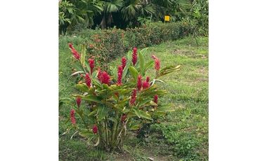 Venta de lotes campestres en Minca Santa Marta