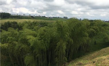 VENTA AMPLIO LOTE DE 10036MTS VIA ALTAGRACIA PEREIRA