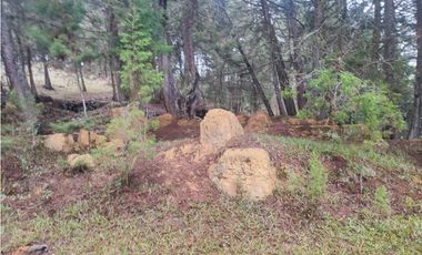 Lote en venta Guarne Antioquia sector vellavista para parcelar 7.6 HA