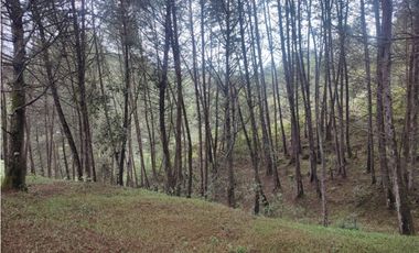 Lote en venta Guarne Antioquia sector vellavista para parcelar 7.6 HA