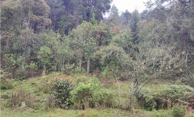 Lote en venta Guarne Antioquia sector vellavista para parcelar 7.6 HA