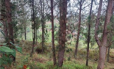 Lote en venta Guarne Antioquia sector vellavista para parcelar 7.6 HA