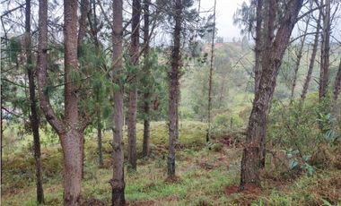 Lote en venta Guarne Antioquia sector vellavista para parcelar 7.6 HA