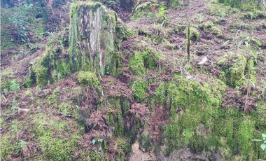 Lote en venta Guarne Antioquia sector vellavista para parcelar 7.6 HA