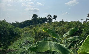 Se Vende Finca Sembrada En Aguacate Semil