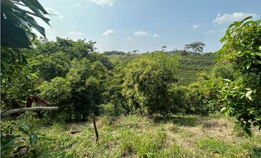 Se Vende Finca Sembrada En Aguacate Semil