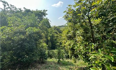 Se Vende Finca Sembrada En Aguacate Semil