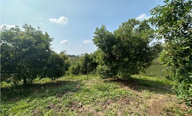 Se Vende Finca Sembrada En Aguacate Semil