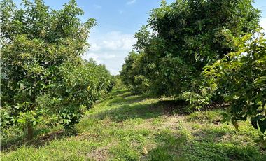 Se Vende Finca Sembrada En Aguacate Semil