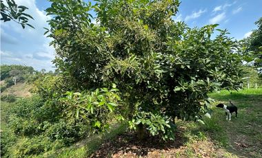 Se Vende Finca Sembrada En Aguacate Semil