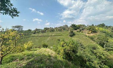 Se Vende Finca Sembrada En Aguacate Semil