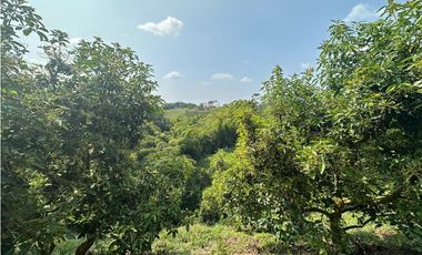 Se Vende Finca Sembrada En Aguacate Semil